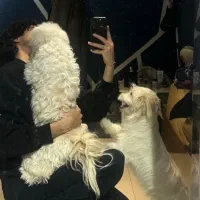 واگذاری رایگان س.گ شیتزو