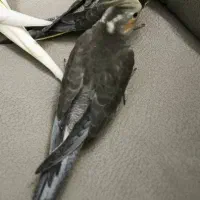 عروس هلندی سینامون جوجه