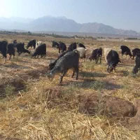 گوسفند کهره کره کردی چاق گوشت درجه یک خرده و عمده|حیوانات مزرعه|کرمان, |دیوار