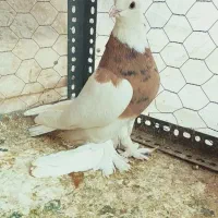 طوقی زرد خال سیاه کاکل پاپر