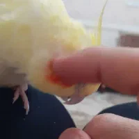 عروس هلندی|پرنده|زنجان, |دیوار