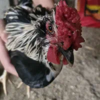 خروس گلین اصل