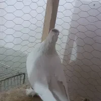 کبوتر سفید کاکلی پر پا نر کاشمر