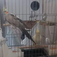 جفت عروس هلندی