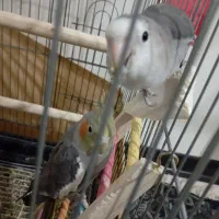 یک عدد کوتله برزیلی و عروس هلندی