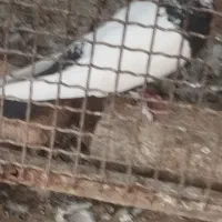کبوتر
