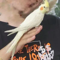 عروس هلندی|پرنده|گرمدره, |دیوار