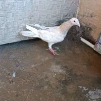 کبوتر|پرنده|لردگان, |دیوار