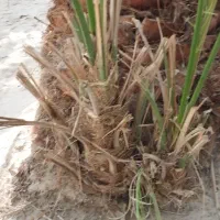 جونگ مضافتی (پاجوش))