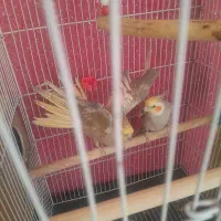 عروس هلندی|پرنده|قدس, شهر‌قدس|دیوار