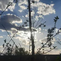 تصویر برداری وکلیپ