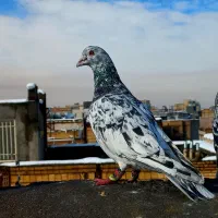 کفتر بوم سرور کله ساده|پرنده|مشهد, ایثارگران|دیوار