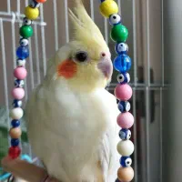 عروس هلندی ماده بالغ اماده جفت گیری رام و دستی