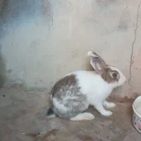 خرگوش