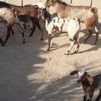 نری نقشی یکسال ونیم|حیوانات مزرعه|بندرعباس, |دیوار