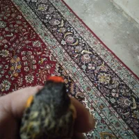 گلبسر|پرنده|کنگاور, |دیوار