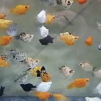 ماهی مولی و گوپی|ماهی|مشهد, ادیب نیشابوری (شهرک غرب)|دیوار