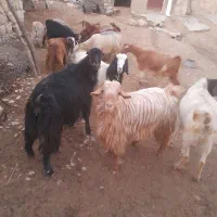 بزغاله جوان ۹عدد|حیوانات مزرعه|طرهان, |دیوار