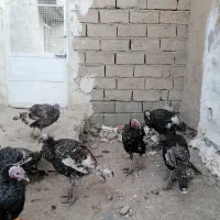 فروش قاز و بوقلمون|حیوانات مزرعه|خلیفان, |دیوار