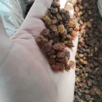 فروش کشمش پلویی درجه یک