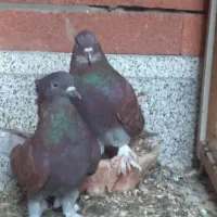 حراج کبوتر  نر سفید هما|پرنده|قم, ناصردیوان|دیوار