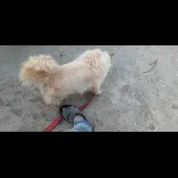 سگ پاکوتاه|سگ|مشهد, الهیه|دیوار