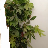 گل مصنوعی|گل مصنوعی|طرقبه, |دیوار