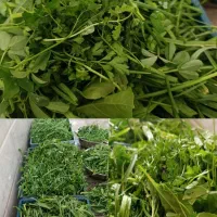 سبزیجات قرمه کوکو اش تمیزاورگانیک عطری متفاوت طعمی|خوردنی و آشامیدنی|سبزوار, پاسداران|دیوار