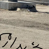 وام