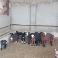 فروش ۱۳ راس میش داشتی بره دار در فیروزاباد