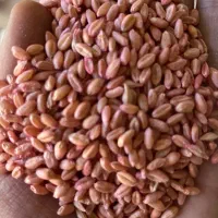 گندم اصلاح شده پیشگام۲۷تومن