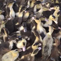 ۸۰۰ عدد اردک یک ماهه|حیوانات مزرعه|رشت, فلسطین|دیوار