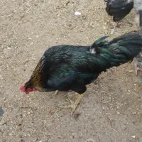 خروس سیاه و درشت|حیوانات مزرعه|ساوه, |دیوار