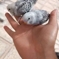 جوجه مرغ عشق دورگه پدر رینبو اصل و مادر انگلیسی