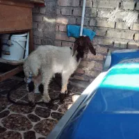 بره