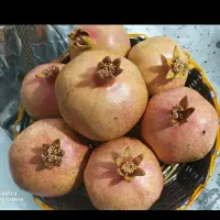انار شیرین پاوه