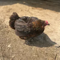 یک عدد مرغ کرچ با ۱۴جوجه