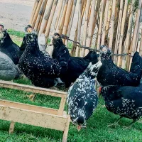 تعدادی نیمچه‌گلین فول