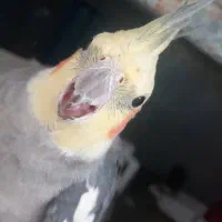 عروس هلندی عنبرآباد|پرنده|عنبرآباد, |دیوار