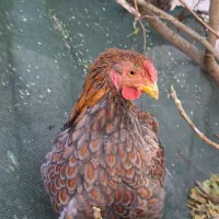 مرغ خروس ویاندوت بلورد واورنج وخروس لاکنزی|حیوانات مزرعه|مشهد, ویلاشهر|دیوار