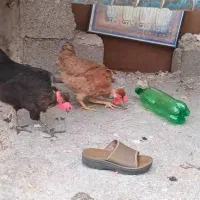 مرغ  عربی گردن لخت تخم گذار