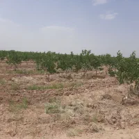باغ پسته اکبری ورامین جواد آباد|فروش دفتر صنعتی، کشاورزی، تجاری|جوادآباد, |دیوار
