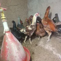 مرغ لاری .خروس لاری. مرغ خانگی|حیوانات مزرعه|تربت جام, یحیی آباد|دیوار