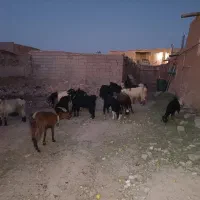 بز  داشتی عالی