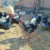 تخم مرغ نطفه دار گلین چهل تاژ ریشی