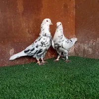 کفتر سوسک عطیقه