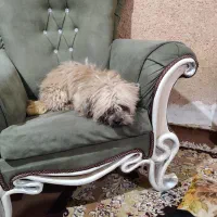 سگ پشمالو قهوه ای نژاد فی فی|سگ|بهبهان, |دیوار