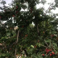 زمین مسکونی ورس