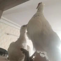 مجسمه پرنده زیبا|صنایع دستی و سایر لوازم تزئینی|مشهد, ایثارگران|دیوار