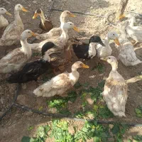 مرغابی|حیوانات مزرعه|اشکذر, |دیوار